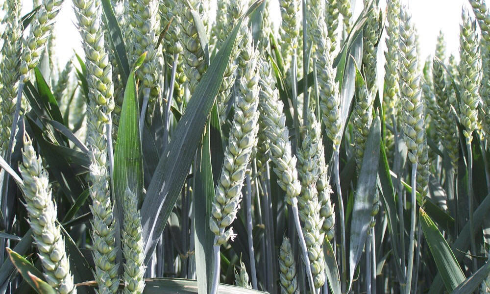 žieminių ruginių kviečių kvietrugių miežių avižų žirnių lauko pupelių vikių liucernos žolių veisimas