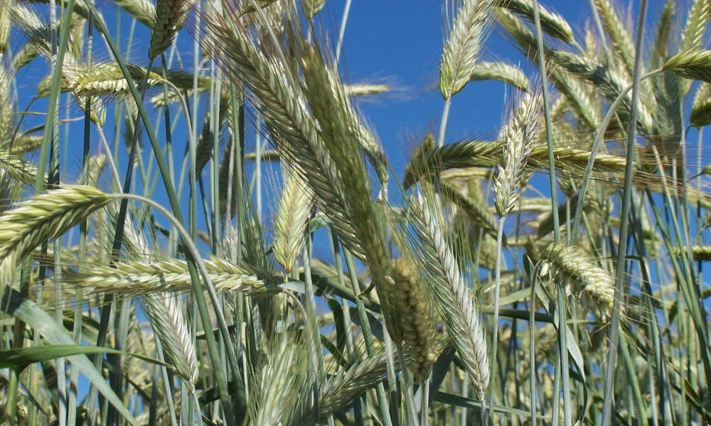 žieminių ruginių kviečių kvietrugių miežių avižų žirnių lauko pupelių vikių liucernos žolių veisimas