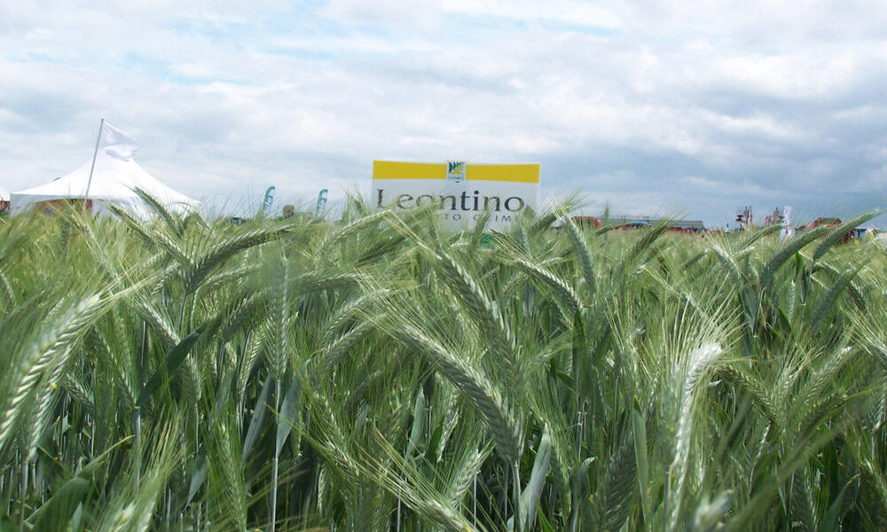žieminių ruginių kviečių kvietrugių miežių avižų žirnių lauko pupelių vikių liucernos žolių veisimas