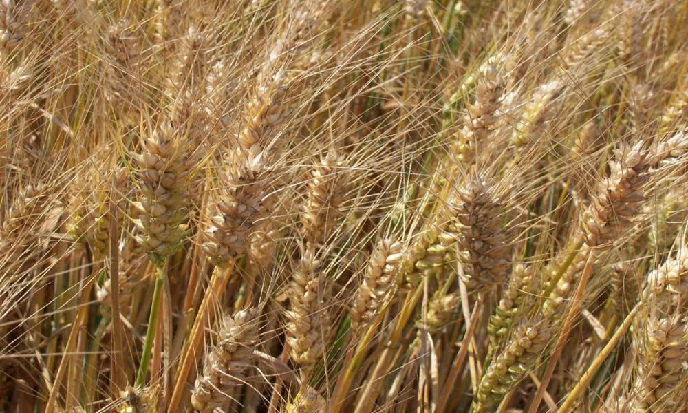 žieminių ruginių kviečių kvietrugių miežių avižų žirnių lauko pupelių vikių liucernos žolių veisimas